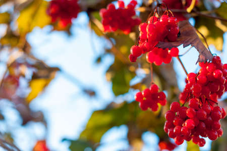 Guelder-rose clustersの写真素材