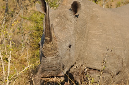 Rhinoの写真素材