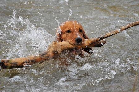 Spanielの写真素材