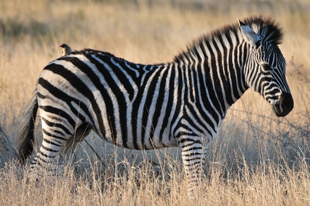 Zebraの写真素材