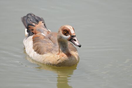 Egyptian Gooseの写真素材