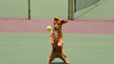 Spaniel Jumping to catch a tennis ballの写真素材