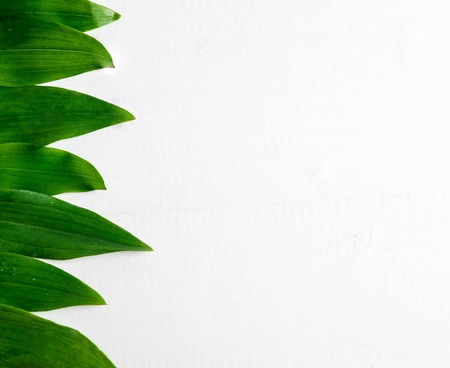 Frame for a banner with natural leaves. Background with leaves for design. Photo of natural leaves...