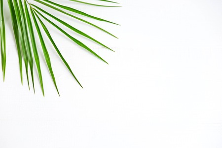 Frame for banner with palm leaf on white background. Tropical banner. Palm leaf on white wooden background.の写真素材