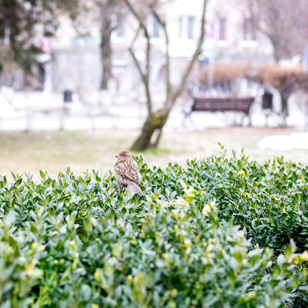 Photo of a sparrow on a bush in the park. Loneliness in the park.の写真素材