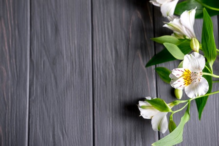 Frame for the text of congratulations with white natural flowers of Alstroemeria on a black wooden background. Design greeting card with natural colors. Flowers background.の写真素材