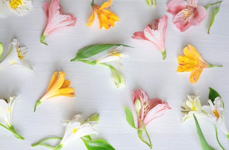 Pattern of natural flowers Alstroemeria on a white wooden background. Floral pattern. Pink, white and yellow flowers of Alstroemeria on a white background.の写真素材