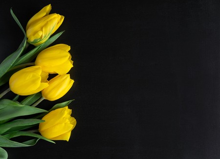 Yellow tulips on a black wooden background. Greeting card design with tulips. Banner for design with...