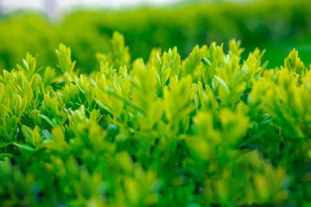 Background for design with natural leaves of a bush. Natural floral backgroundの写真素材