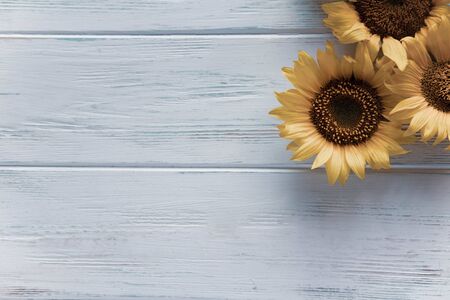 Autumn banner with flowers of sunflower on a light wooden background. Frame for greeting card with flowers of sunflower.の写真素材