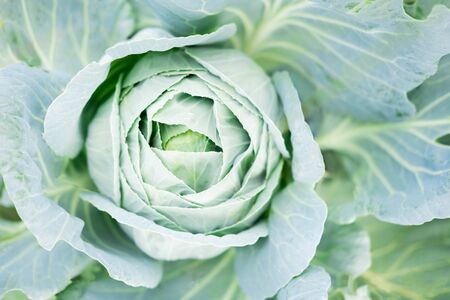 Ripe cabbage closeup. Vegetables grown in the farmer's garden. Autumn harvest of cabbage. Close-up...