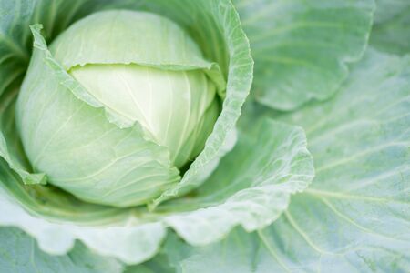 Ripe cabbage closeup. Vegetables grown in the farmer's garden. Autumn harvest of cabbage. Close-up...