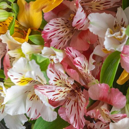 Alstroemeria flowers close-up. Photo for the background with flowers of whiteの写真素材