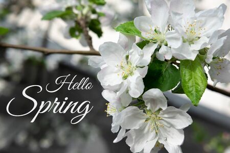 Hello Spring. Greeting card with the inscription and flowers of an apple tree close-up.の写真素材
