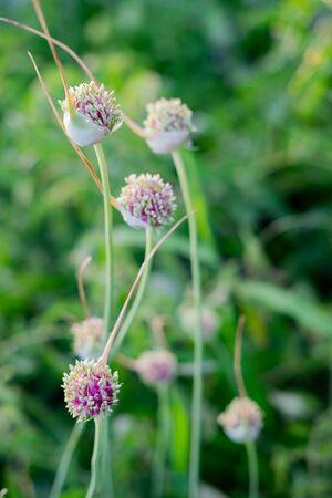 organic herb flower garlic flowering head and budsの写真素材