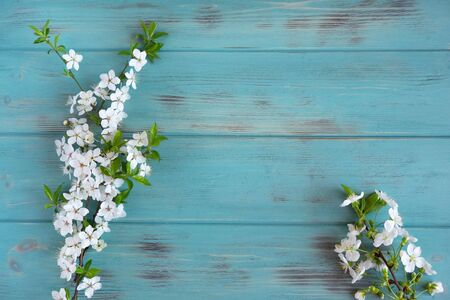 Twigs of a blossoming cherry tree on a blue wooden background. View from above. Spring background for the banner.の写真素材