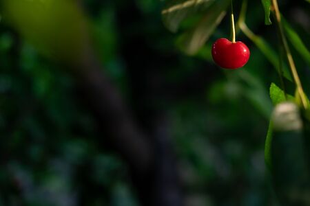 Ripe cherry on a blurred vegetable background. Background with cherries and with place for copy space.の写真素材