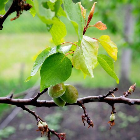 Small green apricots that grow on a tree. Ripening fruits in springの写真素材