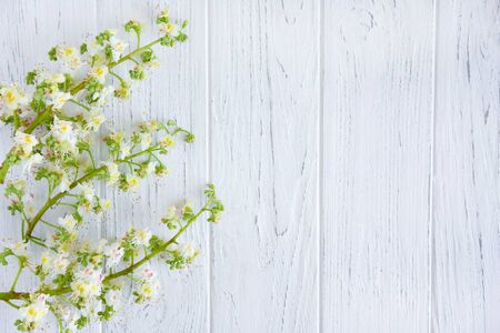 Chestnut tree flowers on a light wooden background. Spring background with chestnut. Flat lay, top view.の写真素材
