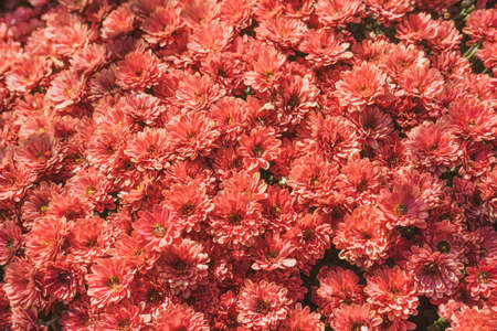 Floral background with chrysanthemums. Autumn bright flowers for postcard and banner.の写真素材
