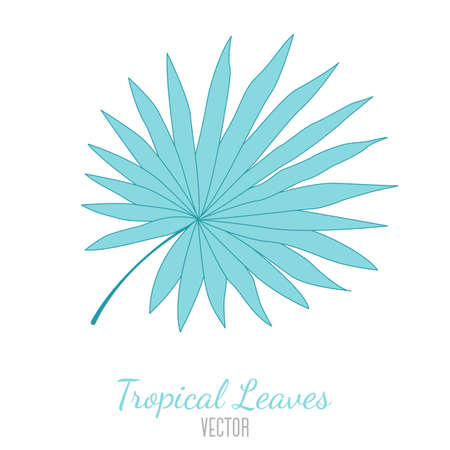 Vector illustration of a hand-drawn palm leaf on a white background. Vector leaf for creating designのイラスト素材