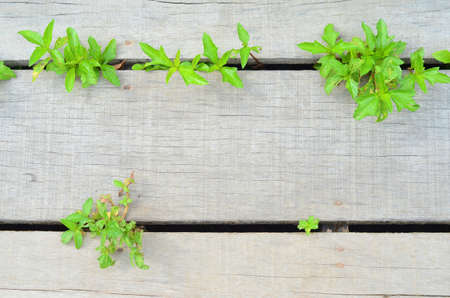 wooden bridgeの写真素材