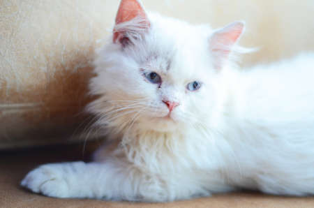 kittyの写真素材