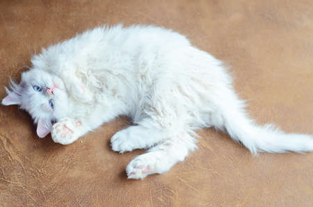 kittyの写真素材