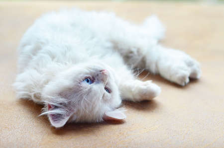 kittyの写真素材