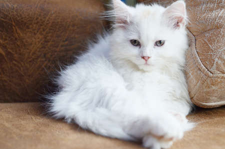 kittyの写真素材