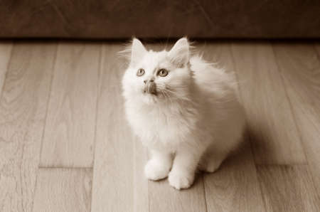 kittyの写真素材