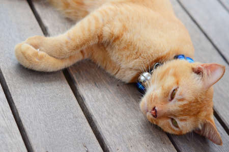catの写真素材