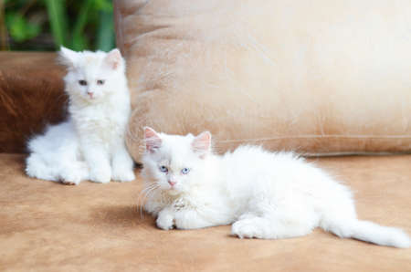 kittyの写真素材