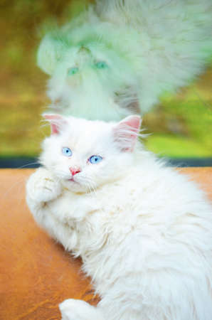 kittyの写真素材