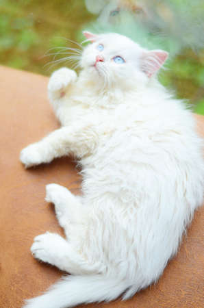 kittyの写真素材