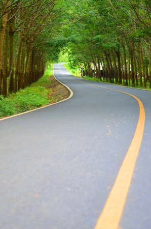 rubber plantation in Phuket Thailandの写真素材