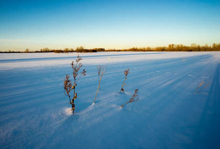 Animal footprints in the snow in the rays of the sun in winter.