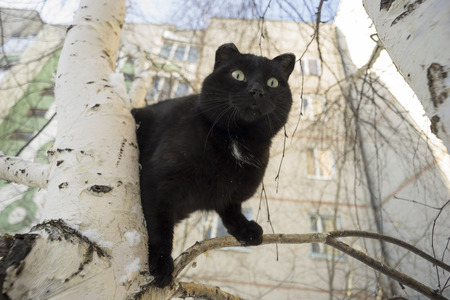 Black cat in the yard on a tree.の写真素材