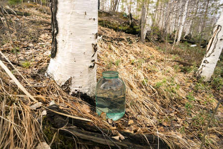 The collection of birch SAP in the woods.の写真素材