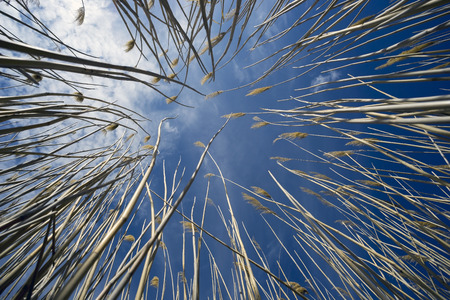 Dry reeds on blue sky backgroundの写真素材