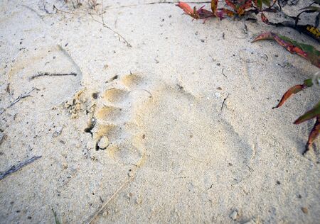tracks of a bear in the sand.の写真素材