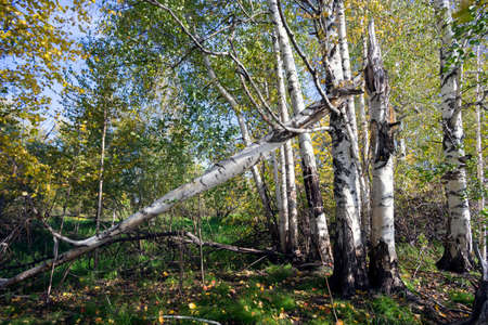 Broken birch in a forest glade in autumn day.の写真素材