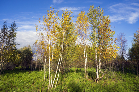 Beautiful autumn day with yellow trees and blue sky.の写真素材