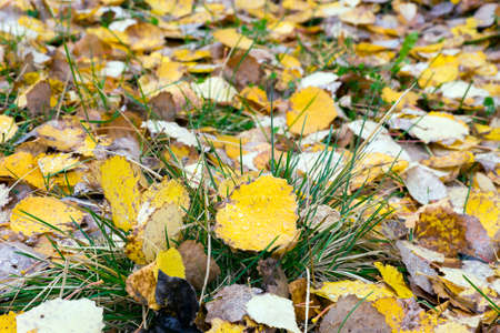 Autumn.A beautiful carpet of leaves lying on the ground.の写真素材