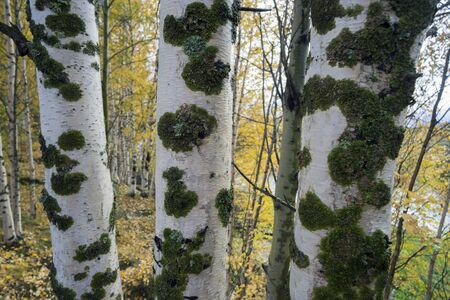 Golden autumn in the birch grove on a cloudy day.の写真素材