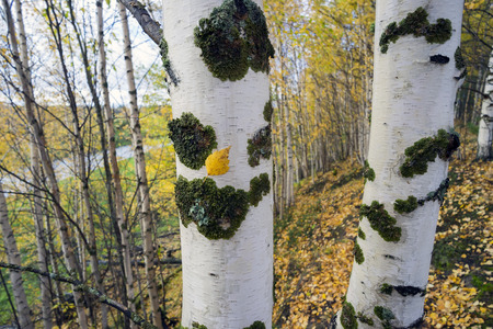 Golden autumn in the birch grove on a cloudy day.の写真素材