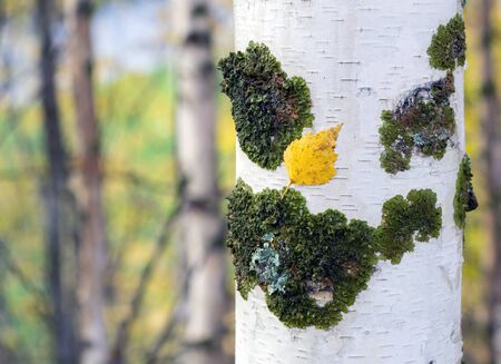 Golden autumn in the birch grove on a cloudy day.の写真素材