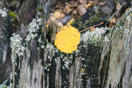 Yellow aspen leaf on an old tree stump.の写真素材