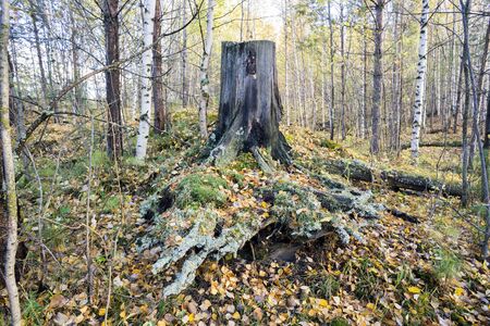Golden autumn in the birch grove on a cloudy day.の写真素材
