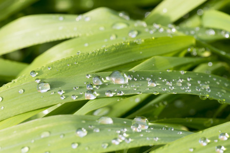 Green grass with drops after the rain.